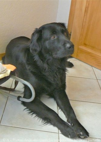 Photo de Retriever  poil plat