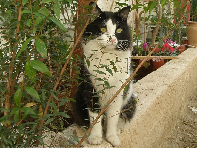 Photo de Chat domestique