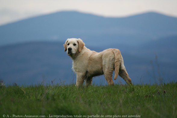 Photo de Golden retriever