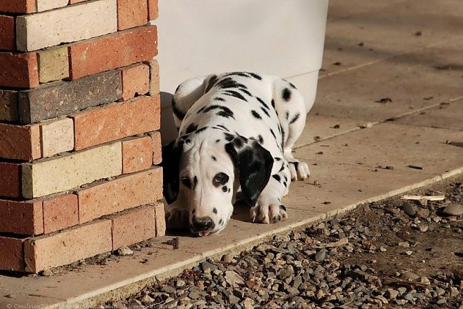 Photo de Dalmatien