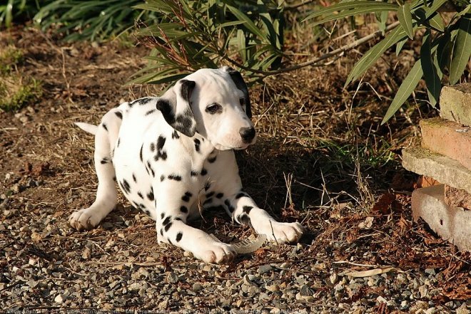 Photo de Dalmatien