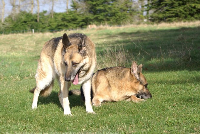 Photo de Berger allemand  poil court