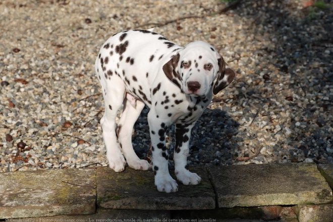 Photo de Dalmatien