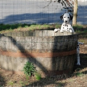 Photo de Dalmatien