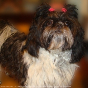 Photo de Shih tzu