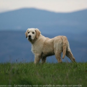 Photo de Golden retriever