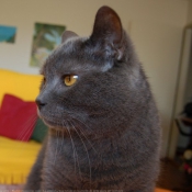 Photo de Chartreux