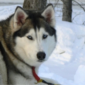 Photo de Husky siberien