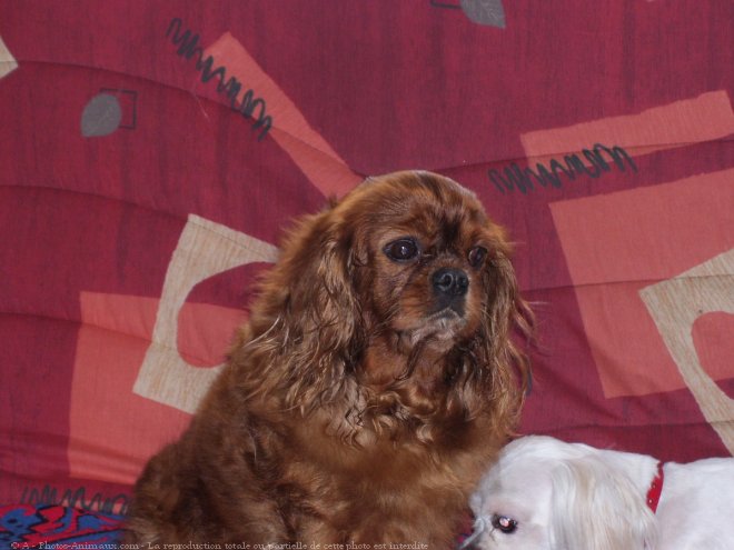 Photo de King charles spaniel