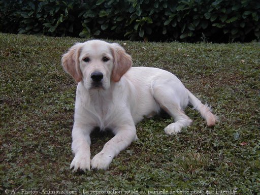 Photo de Golden retriever