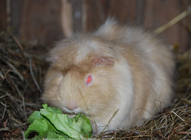 Photo de Cochon d'inde - abyssin / rosette