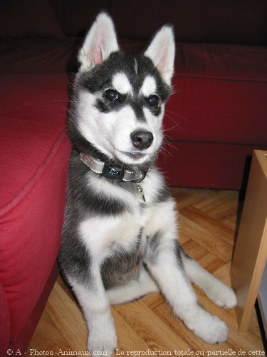 Photo de Husky siberien