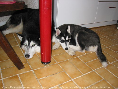 Photo de Husky siberien