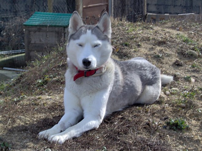 Photo de Husky siberien