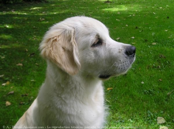 Photo de Golden retriever