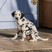 Photo de Dalmatien