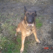 Photo de Berger belge malinois