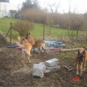 Photo de Berger belge malinois