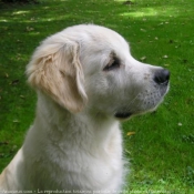 Photo de Golden retriever