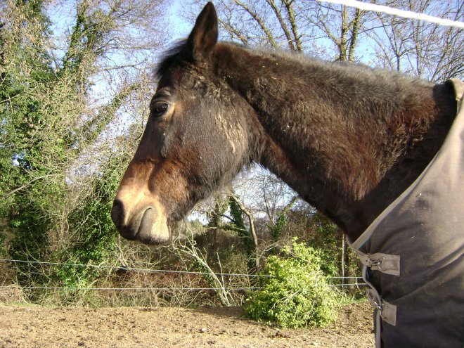 Photo de Races diffrentes