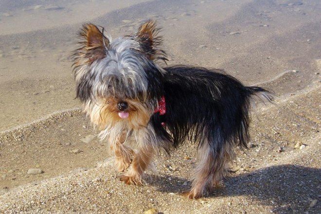 Photo de Yorkshire terrier