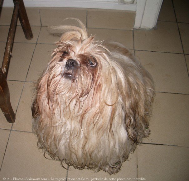 Photo de Shih tzu