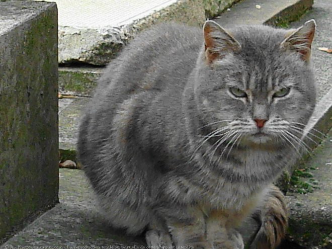 Photo de Chat domestique