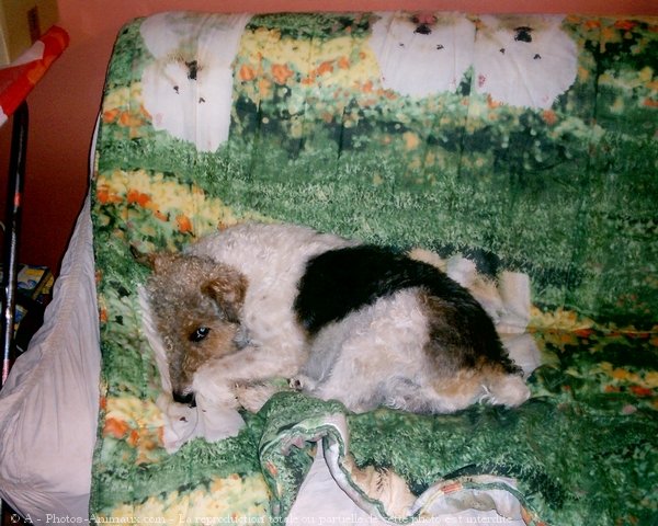 Photo de Fox terrier  poil dur