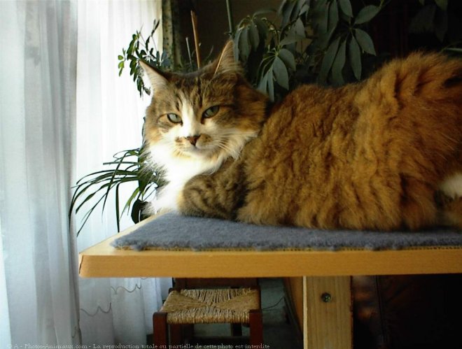 Photo de Maine coon