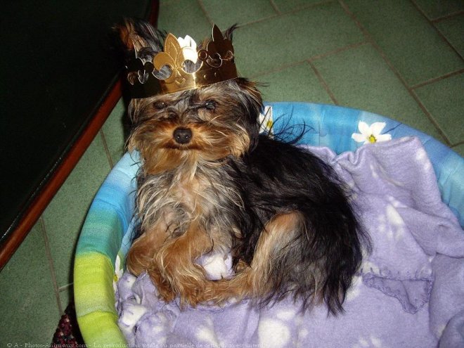 Photo de Yorkshire terrier