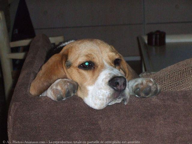 Photo de Beagle