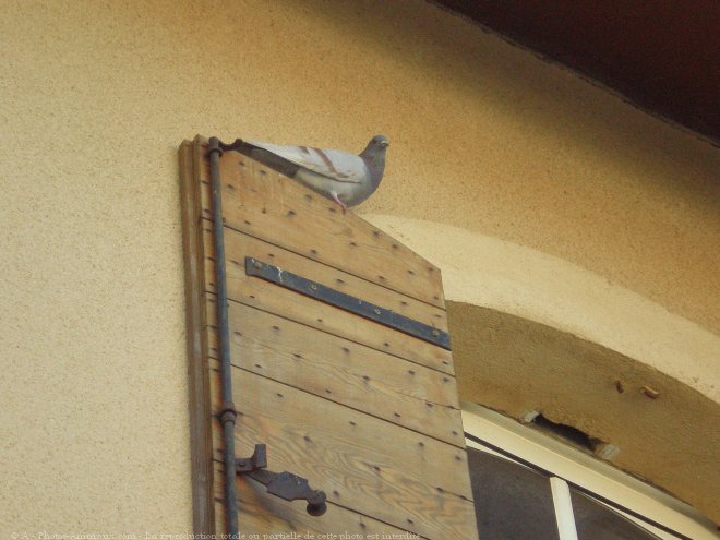 Photo de Pigeon