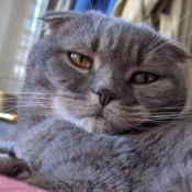 Photo de Scottish fold