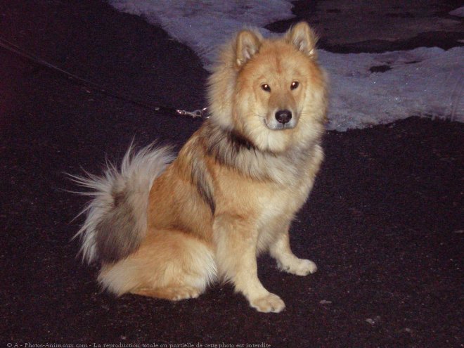 Photo d'Eurasier