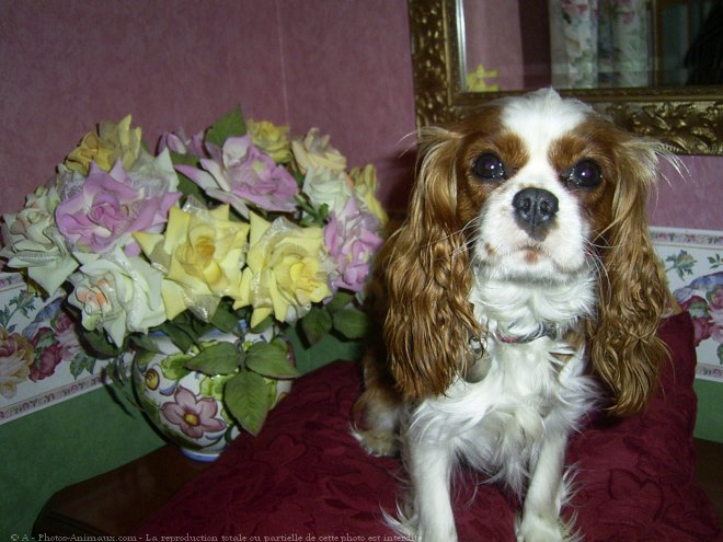 Photo de Cavalier king charles spaniel