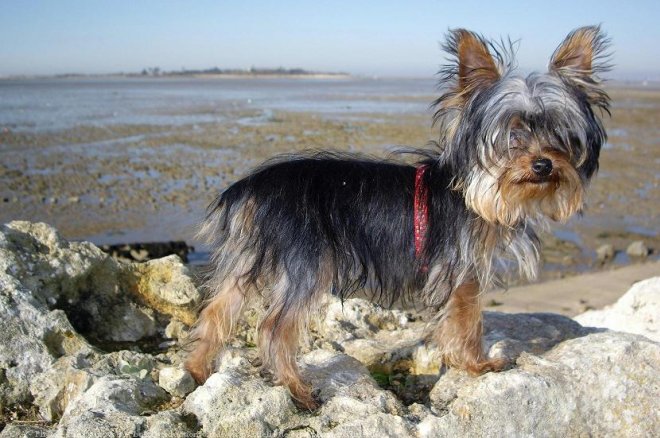 Photo de Yorkshire terrier