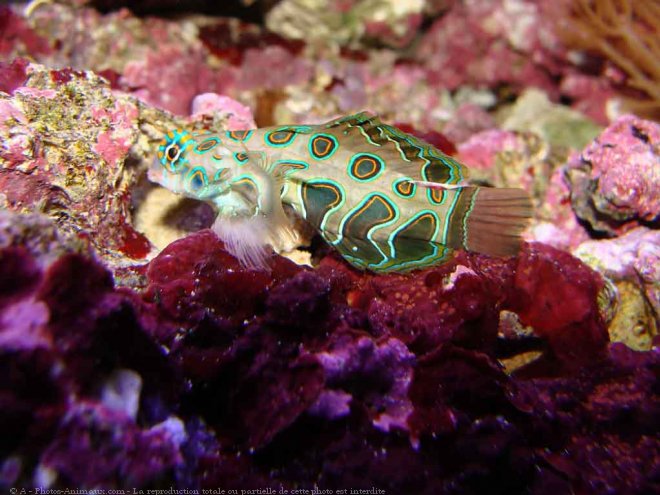 Photo de Poissons exotiques