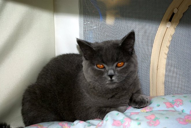 Photo de Chartreux