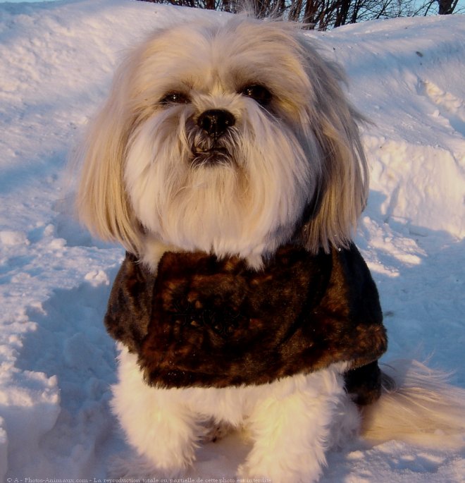 Photo de Shih tzu