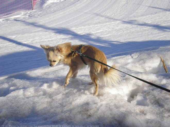 Photo de Chihuahua  poil long