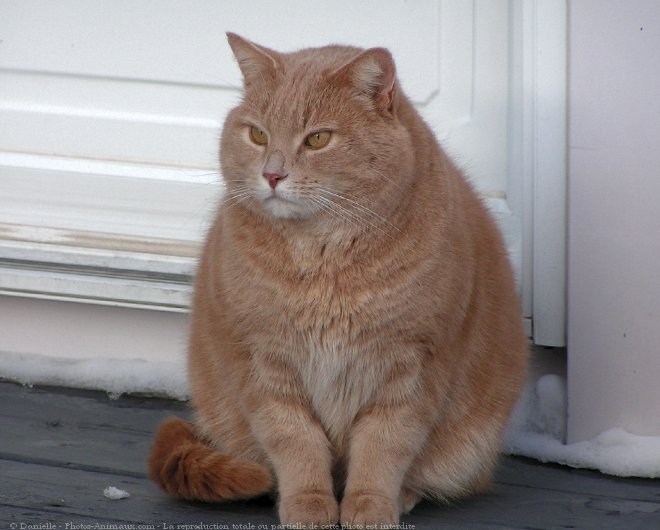 Photo de Chat domestique