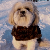 Photo de Shih tzu