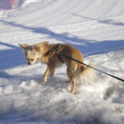 Photo de Chihuahua  poil long