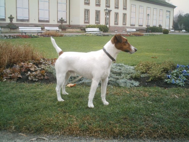 Photo de Fox terrier  poil lisse