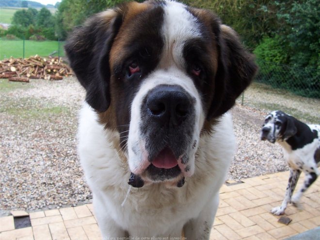 Photo de Saint-bernard poil long