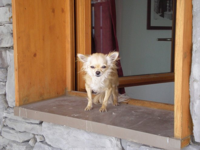 Photo de Chihuahua  poil long