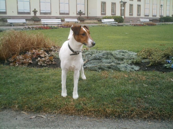 Photo de Fox terrier  poil lisse