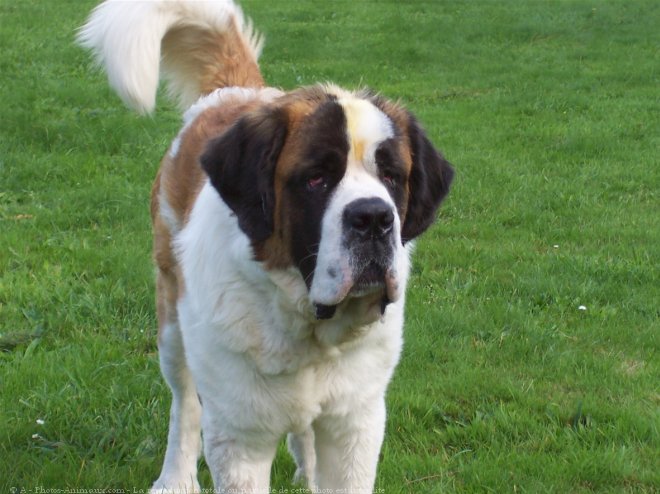 Photo de Saint-bernard poil long