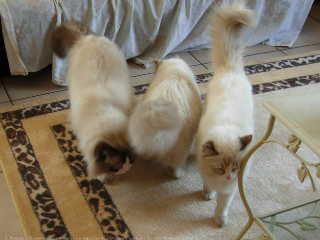 Photo de Ragdoll