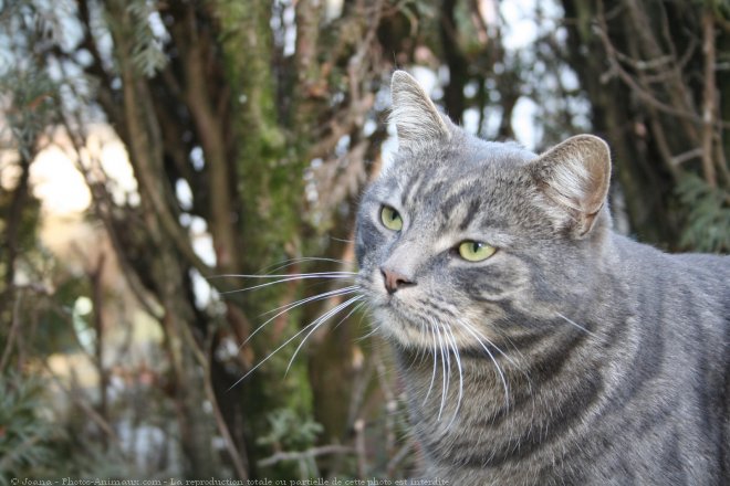 Photo de Chat domestique